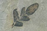 Pennsylvanian Fossil Fern (Neuropteris) Plate - Kentucky #137734-1